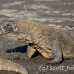 dragon_komodo_hsb_rinca_h_0363_kom1720.jpg